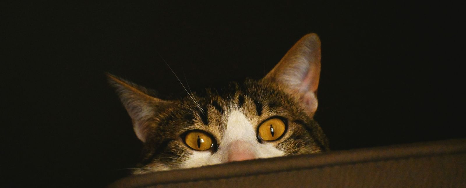 A cat peeking over the edge, eyes gleaming in curiosity