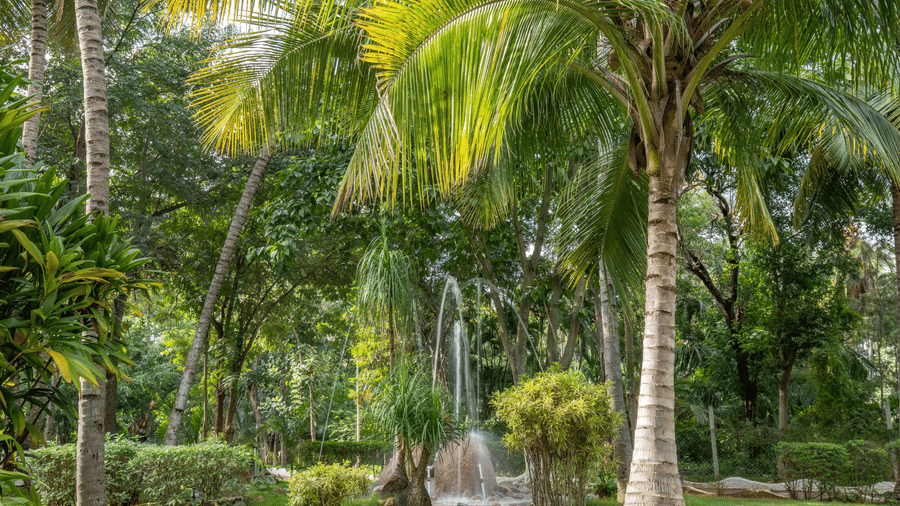 Green lawn area with tall palm trees and a fountain, creating a serene outdoor space in a tropical garden - Black Thunder, Coimbatore