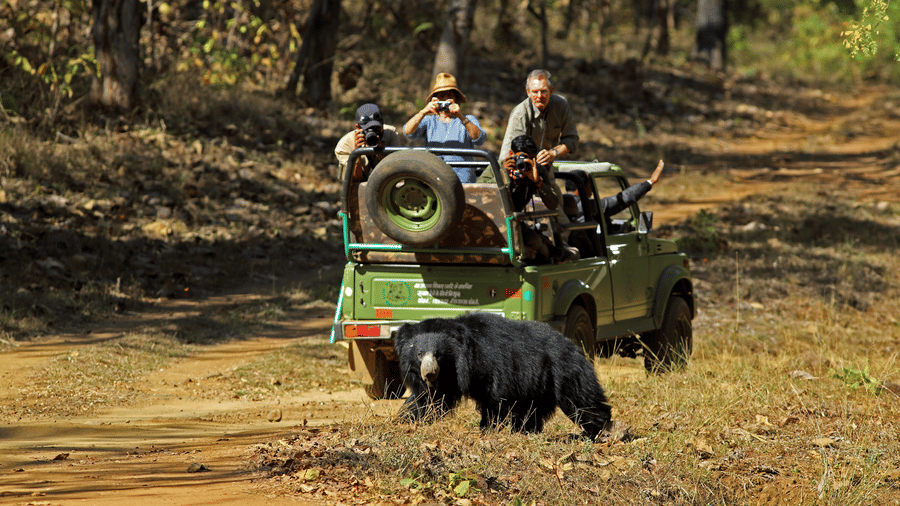 Wildlife Safari at Satpura National Park, Wildlife Sanctuary close to our resort in Satpura, Drive through the Satpura National Park, Satpura Resort, Jungle resorts in Madhya Pradesh, Forest resorts in Madhya Pradesh,  Wildlife resorts in Madhya Pradesh
