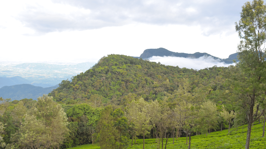 View of beautiful forest, covered with luscious green trees, and mountains covered with fog at Ibex Resorts, Coonoor (Tapas).