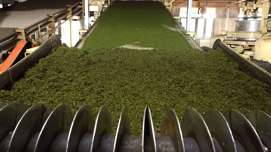 greenery at Wayanad resort