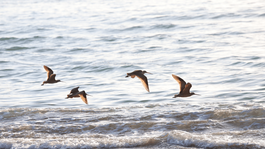 birds flying at a beach