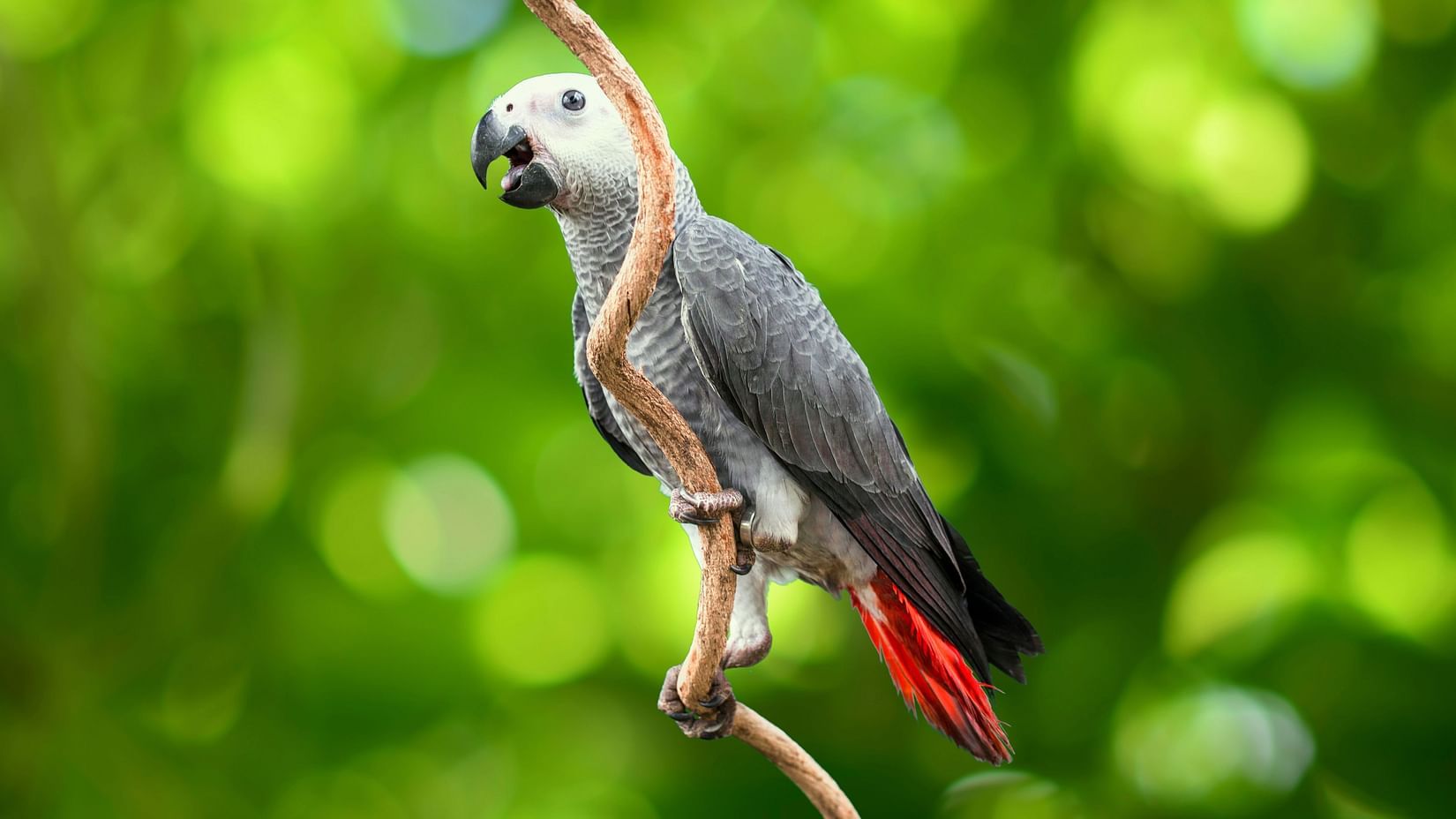 bird park esselworld, african grey parrot