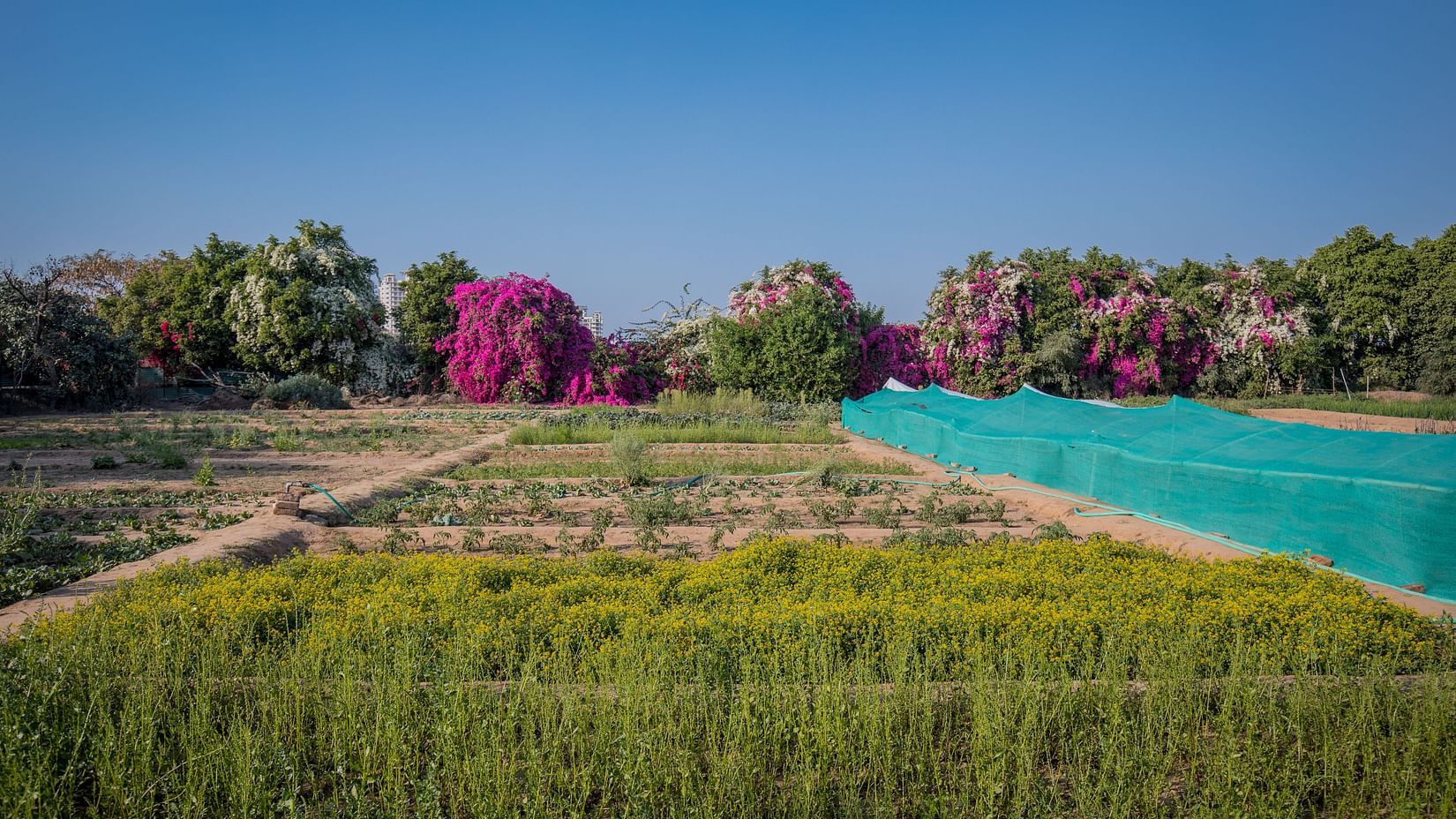 An overview of the agriculture land with many types of plants being grown - Karma Lakelands.