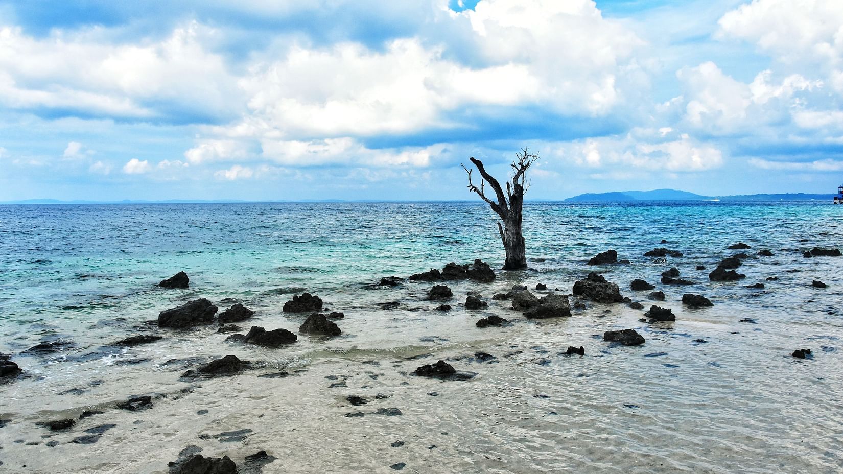 Rocks on a beach with a tree trunk