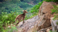 A deer standing on the side of a rocky, steep hill, surrounded by rugged terrain.