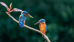 Two vibrant kingfishers perched on a branch against a softly blurred natural background