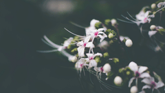 A close up shot of a budding plant with flowers blooming
