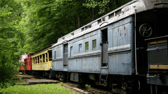 Colourful train amidst lush green forest.