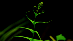 A close up shot of a fern growing on the banks of a river.