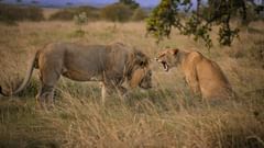 lion and lioness in a forest