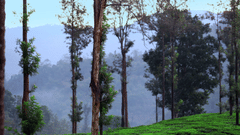 Trees on the picturesque hills
