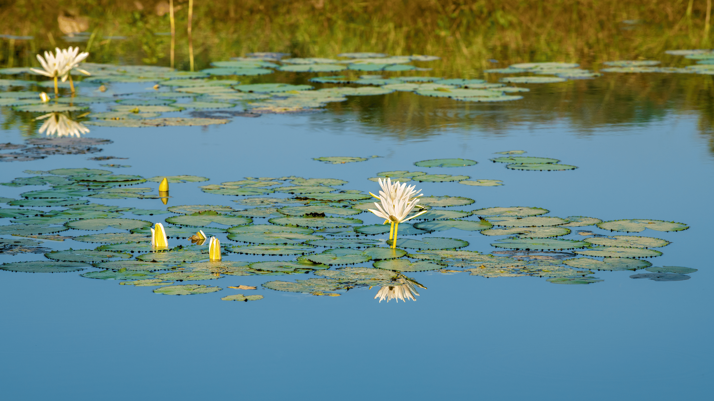 Tranquil pond with lily pads, white water lilies, and yellow buds reflecting surrounding greenery in a serene natural setting.