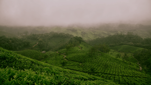 An aerial view of a tea estate with mist covering the background