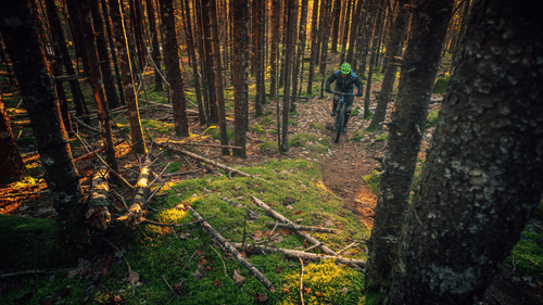 A dense forest scene with tall, straight trees casting long shadows.