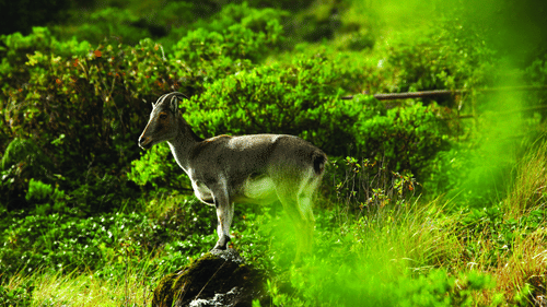 A deer standing on a rock amidst lush green foliage.