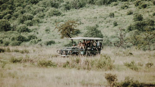 A safari jeep driving through a grassy plain.