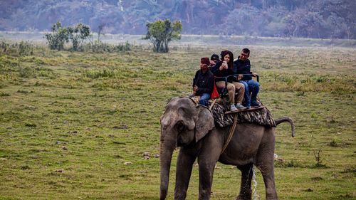 A group of people sitting on a wooden saddle atop a large elephant walking across a wide, grassy field surrounded by trees.