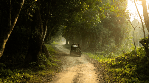 A single vehicle driving down a narrow dirt road lined with tall trees, lush greenery, and bright sunlight filtering through the canopy.