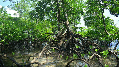 An overview of a mangrove forest with dense vegetation and a pool of water at the bottom.