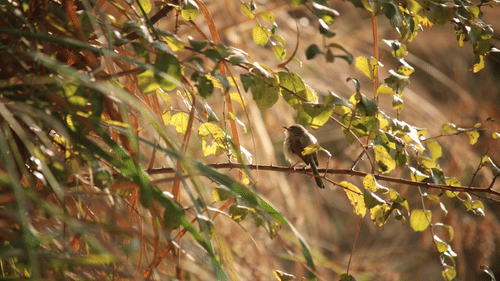 image of a bird sitting