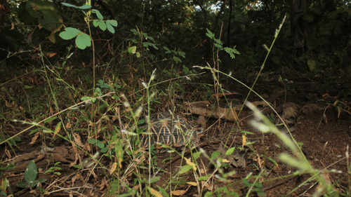 image of jungle grass