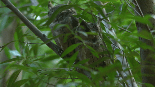 Image of a Indian Scops Owl Behind Staff Accommodation