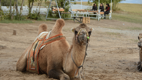 A single-humped camel rests on a sandy ground, wearing a saddle and bridle. People sit at a table in the background.