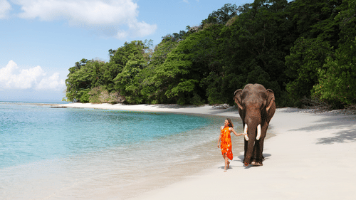 A girl walking next to an elephant on the beach in andaman