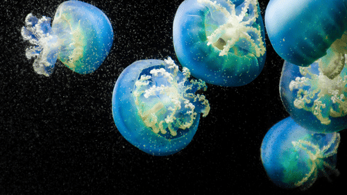 Glowing jellyfishes producing bioluminescence