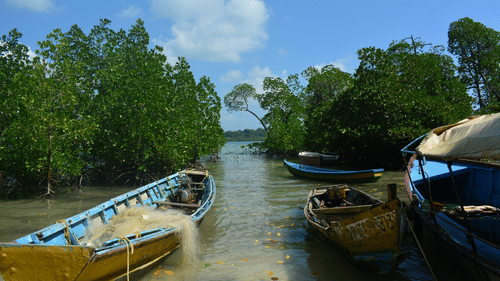 fishing boats in the backwaters of havelock island with forests in view