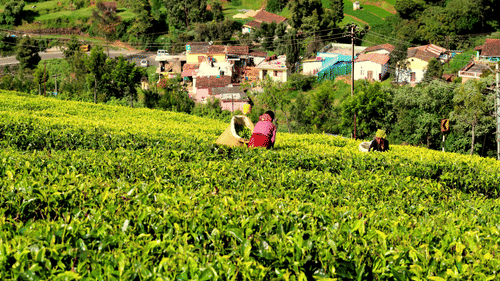 A woman carefully picking tea leaves in a lush green tea field.