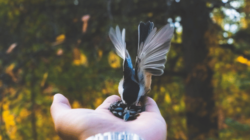 A bird is perched on a person’s outstretched hand during a birding experience at Heritage Village Resorts & Spa, Goa.