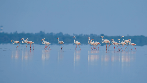 A flock of flamingos stands gracefully in a calm lake