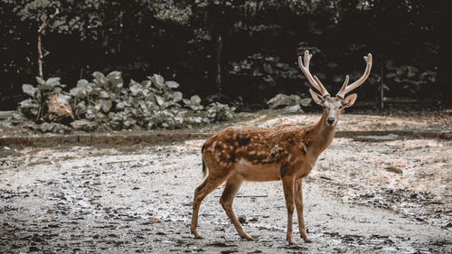 pexels-mehmet-turgut-kirkgoz-5884068