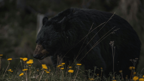 A close up shot of a black bear sitting in a field of flowers with the background blurred