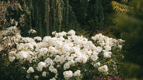 Rhododendrons bloomig in a garden