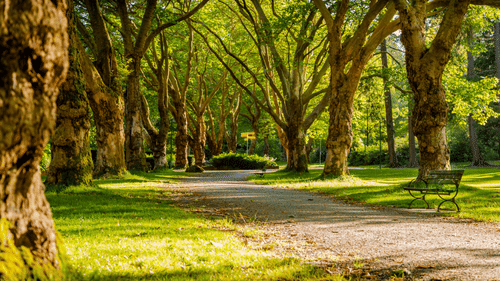 view of a park with trees all around