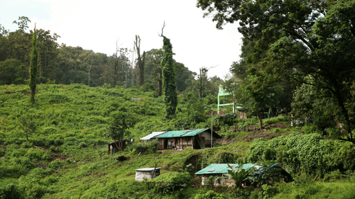 An overview of hilltop anamalai tiger reserve with greenery in view
