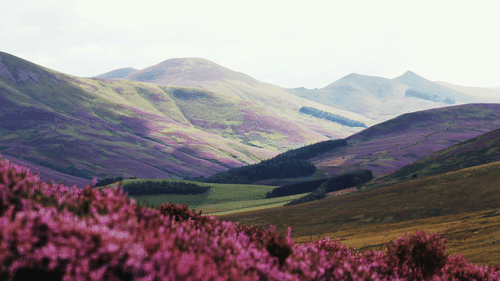 A wide angle shot of lush green valley with patches of beautiful flowers.
