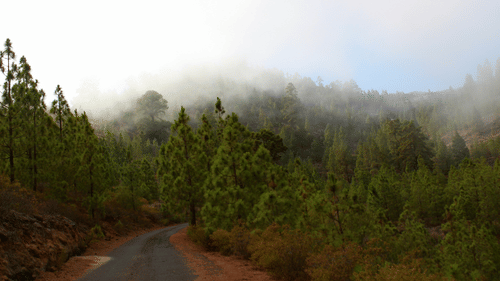 A serene road lined with a single tree, showcasing a peaceful natural landscape.