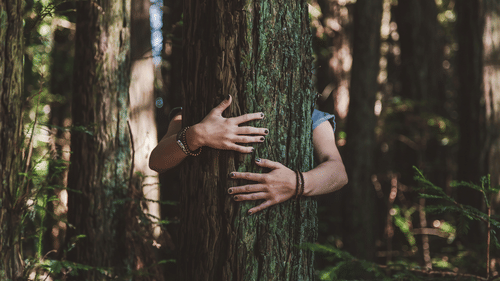A close up shot of a person hugging a tree with other trees in a forest in the background