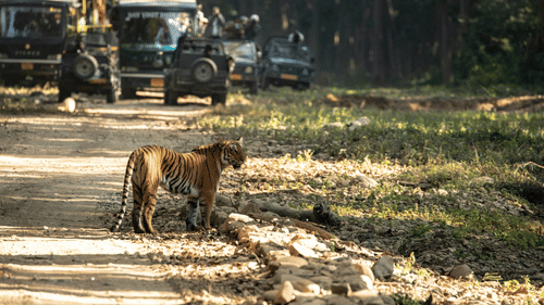 A jeep safari spotting majestic tiger in the wild
