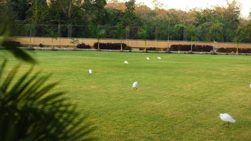 lush green lawn with white birds at Jagira Ananta Elite