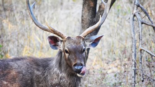 A deer spotted in Gir National Park - Jagira Ananta Elite Gir