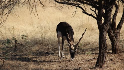 An antelope grazing in the forest - Jagira Ananta Elite Gir