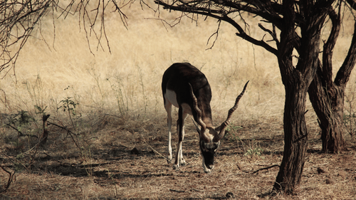 a back buck grazing in forest