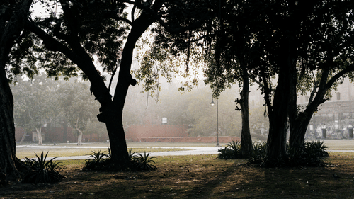 Mature trees creating a shaded landscape in a peaceful urban park.
