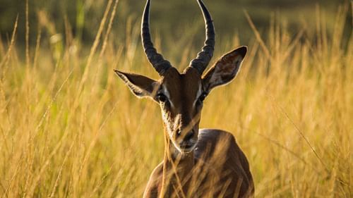 an antelope in a field