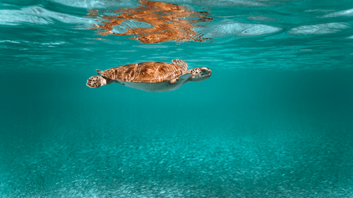 a turtle swimming